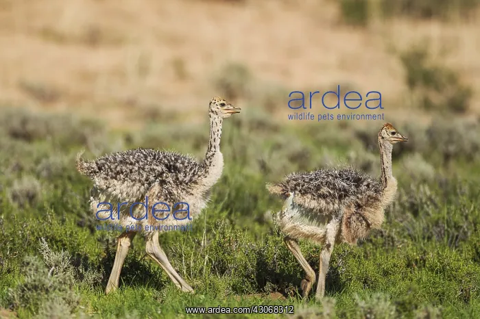 : Ostrich - two chicks - during the rainy season in : Ostrich - two chicks - during the rainy season in