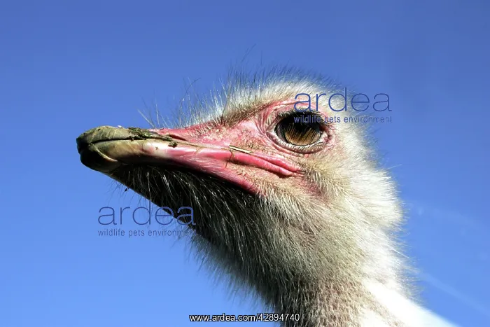 : Ostrich - close up of head - male : Ostrich - close up of head - male