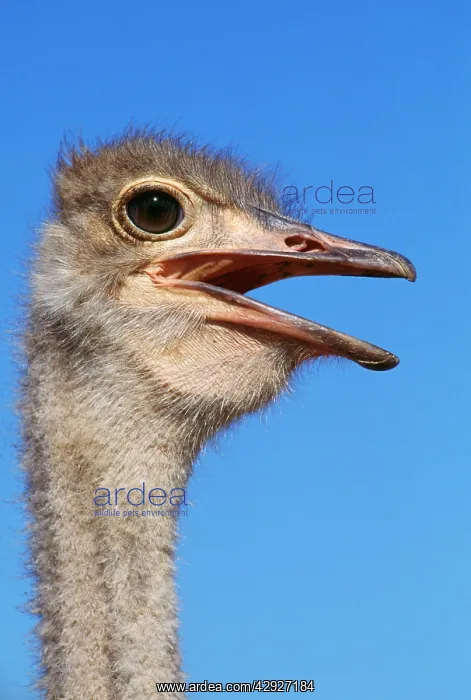 : Ostrich - close up of head & neck : Ostrich - close up of head & neck
