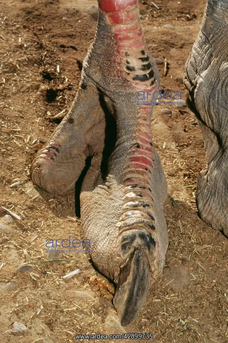  : OSTRICH - close-up of foot