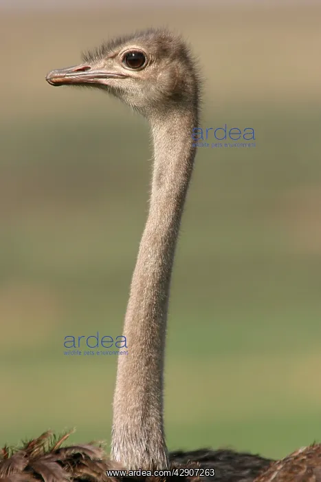 : Ostrich - close-up of head : Ostrich - close-up of head