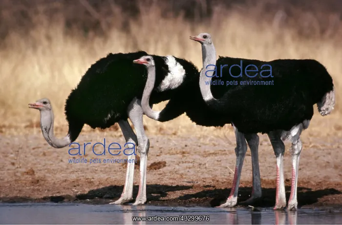 : OSTRICH - cocks drinking : OSTRICH - cocks drinking