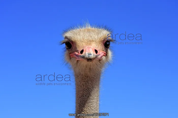 : Ostrich or Common Ostrich (Struthio camelus australis) : Ostrich or Common Ostrich (Struthio camelus australis)