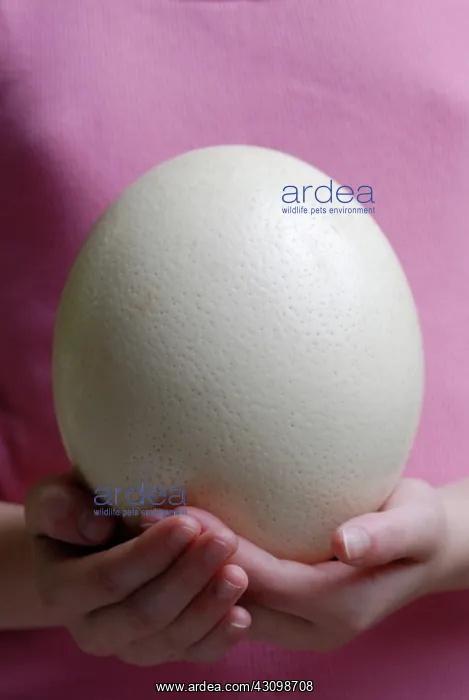 : Ostrich egg : Ostrich egg