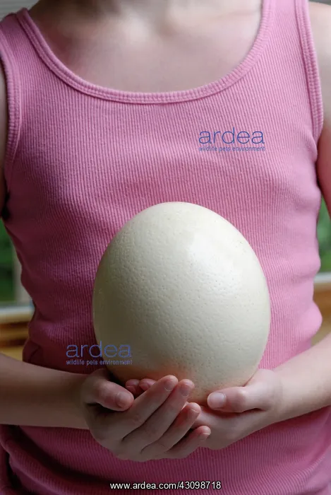: Ostrich egg : Ostrich egg