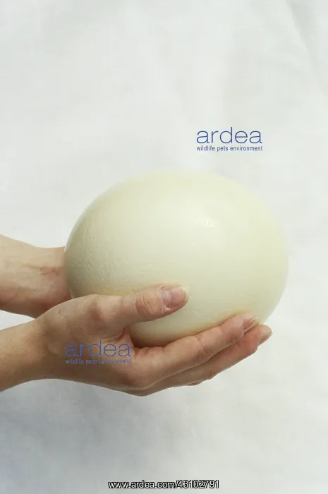 : Ostrich Egg : Ostrich Egg