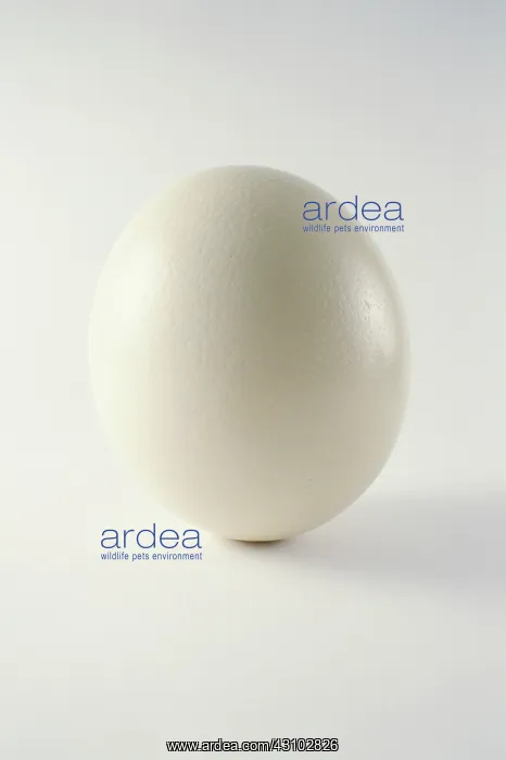 : Ostrich Egg : Ostrich Egg