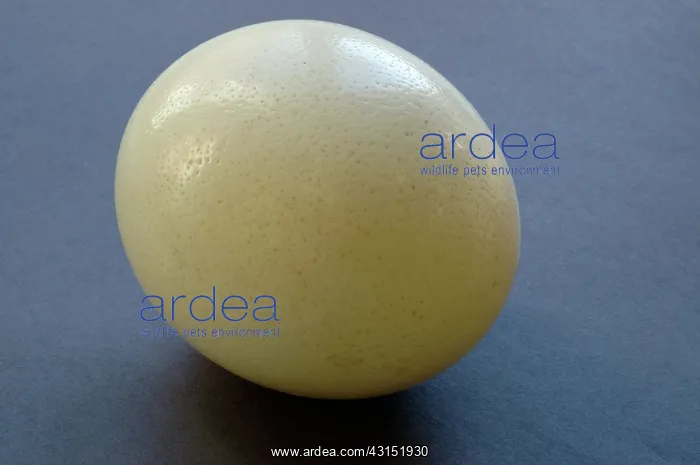  : Ostrich egg