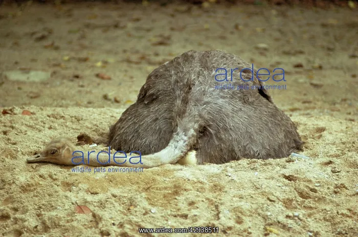 : Ostrich - on eggs : Ostrich - on eggs