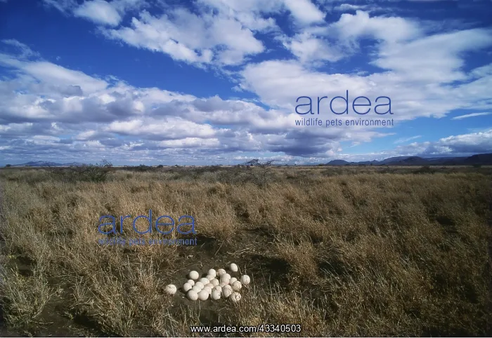 : OSTRICH EGGS : OSTRICH EGGS