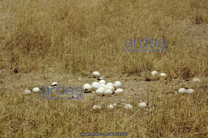 : Ostrich eggs at nest site : Ostrich eggs at nest site