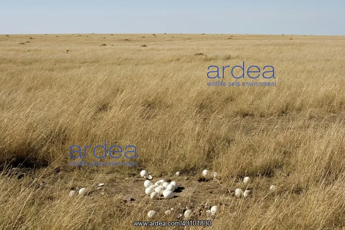 : Ostrich eggs at nest site : Ostrich eggs at nest site