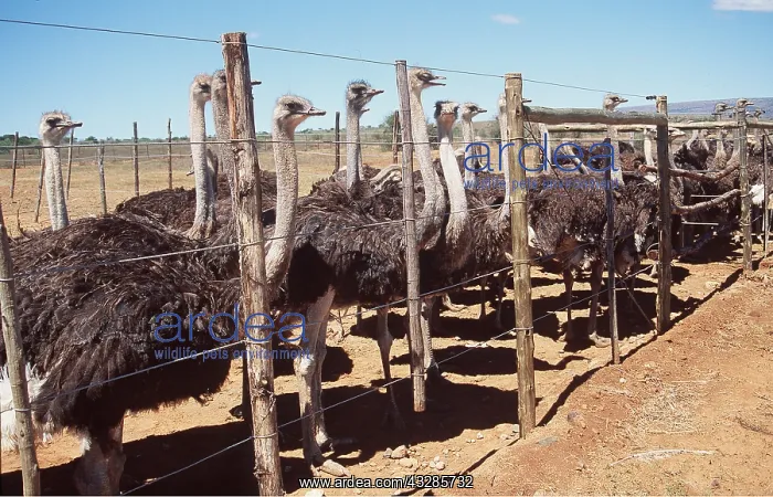: OSTRICH FARMING - Ostriches ready for slaughter : OSTRICH FARMING - Ostriches ready for slaughter