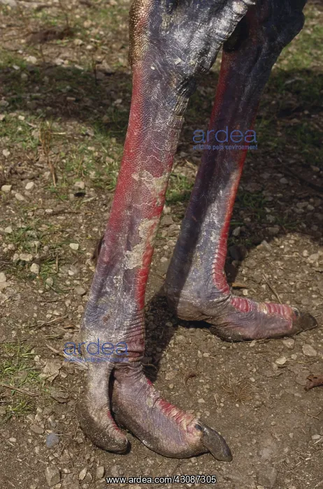 : Ostrich Feet : Ostrich Feet