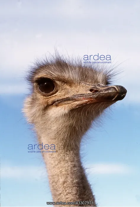  : OSTRICH - female, close-up of head