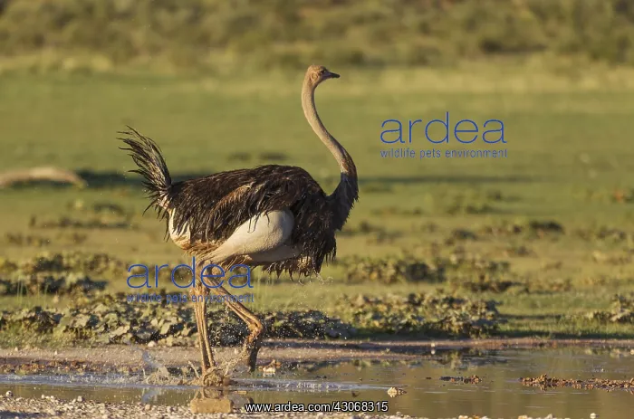  : Ostrich - female - getting up after having taken