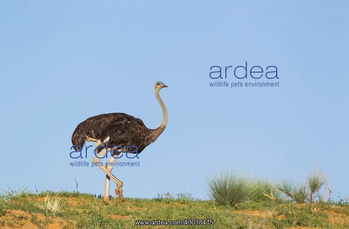 : Ostrich - female on a grass-grown sand dune - during : Ostrich - female on a grass-grown sand dune - during
