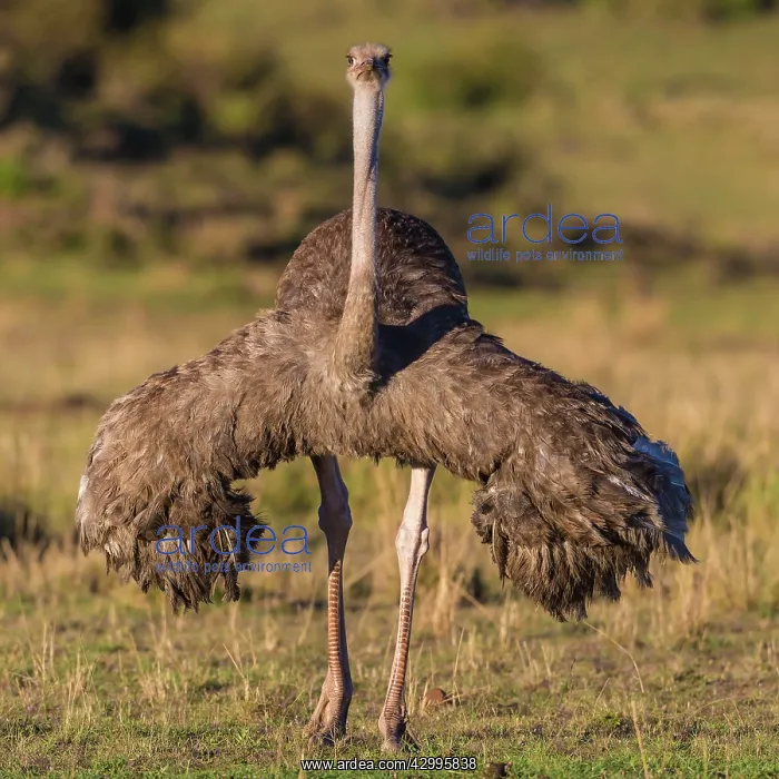 : Ostrich female walking across the Mara plains : Ostrich female walking across the Mara plains