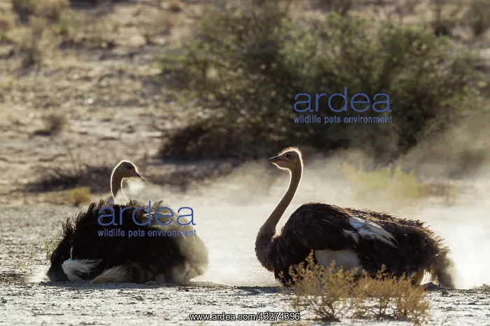 : Ostrich. Two females having a dust bath. In the : Ostrich. Two females having a dust bath. In the
