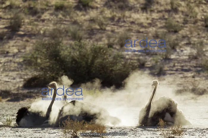 : Ostrich. Three females having a dust bath. In the : Ostrich. Three females having a dust bath. In the