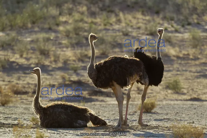 : Ostrich. Three females resting in the evening. Kalahari : Ostrich. Three females resting in the evening. Kalahari