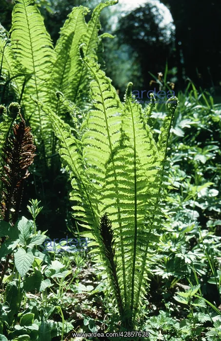 : OSTRICH FERN : OSTRICH FERN