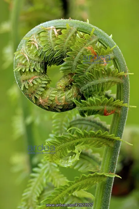 : Ostrich fern or shuttlecock fern - Fiddlehead - edible : Ostrich fern or shuttlecock fern - Fiddlehead - edible