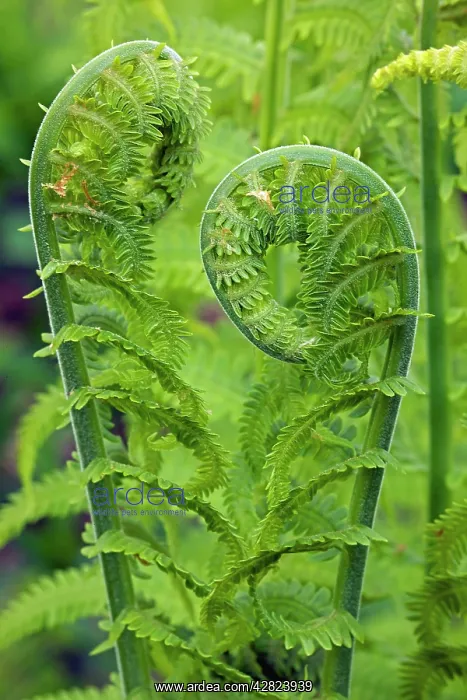 : Ostrich fern or shuttlecock fern - Fiddlehead - edible : Ostrich fern or shuttlecock fern - Fiddlehead - edible