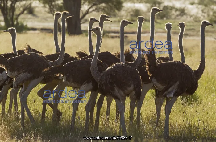 : Ostrich - group of females - during the rainy season : Ostrich - group of females - during the rainy season