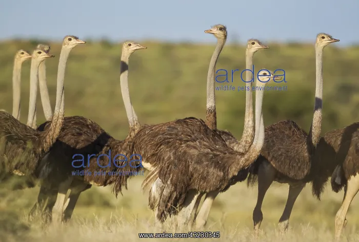 : Ostrich - group of females - during the rainy season : Ostrich - group of females - during the rainy season