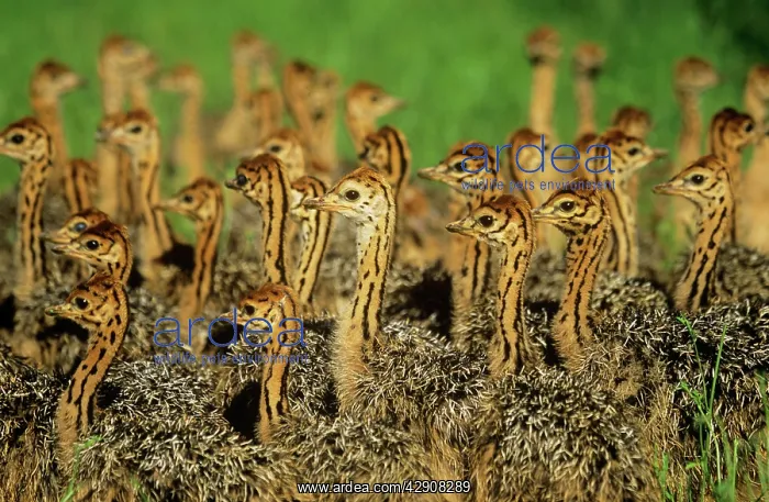 : OSTRICH - Group of juveniles : OSTRICH - Group of juveniles