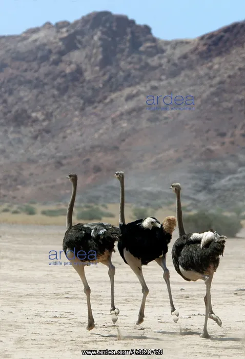 : Ostrich - group running : Ostrich - group running