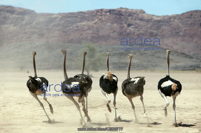 : Ostrich - group running : Ostrich - group running