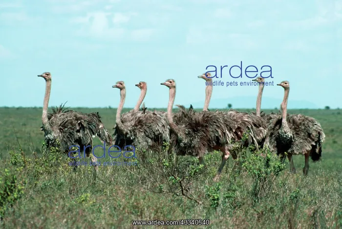 : OSTRICH - group of young : OSTRICH - group of young