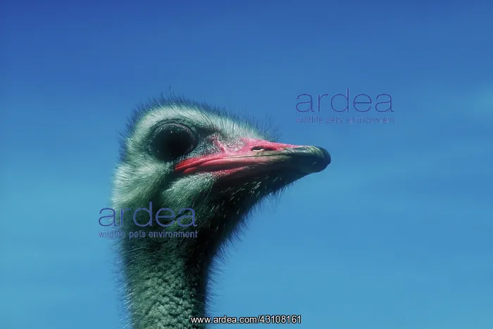 : Ostrich head : Ostrich head