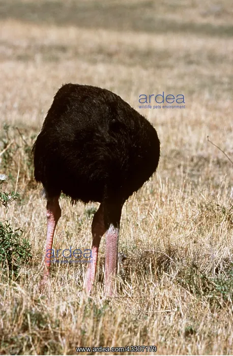 : OSTRICH - head in ground : OSTRICH - head in ground
