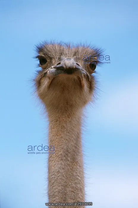 : OSTRICH - head and neck : OSTRICH - head and neck
