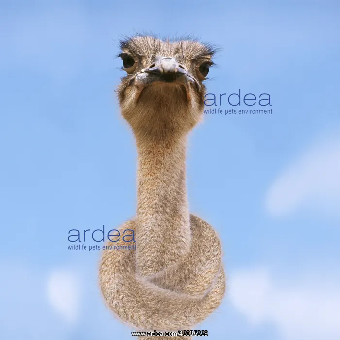 : Ostrich - head & neck tied in a knot Ostrich : Ostrich - head & neck tied in a knot Ostrich