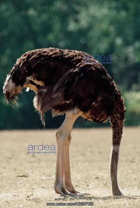 : OSTRICH - with head in sand : OSTRICH - with head in sand
