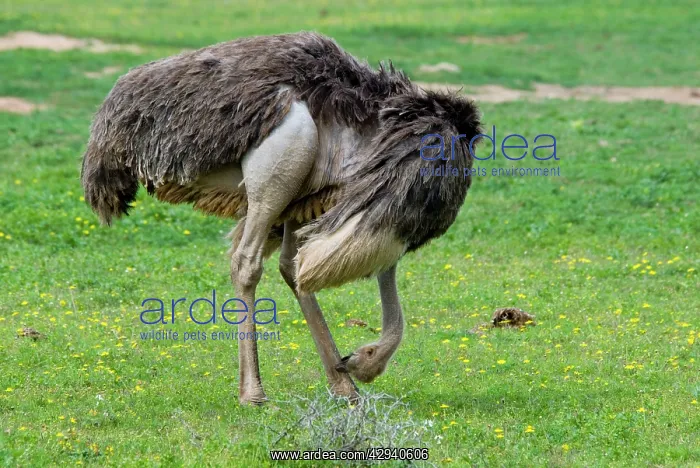 : Ostrich - hen cleaning leg with beak : Ostrich - hen cleaning leg with beak