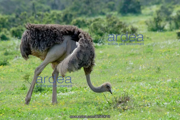 : Ostrich - hen feeding. World's largest bird : Ostrich - hen feeding. World's largest bird