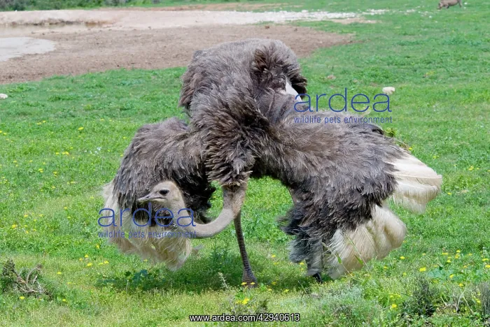 : Ostrich - hen spreading wings in presence of male : Ostrich - hen spreading wings in presence of male