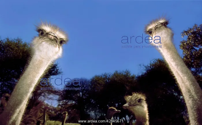 : Ostrich - Inquisitively looking into camera : Ostrich - Inquisitively looking into camera