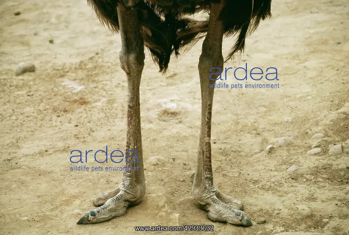 : Ostrich - Legs & feet : Ostrich - Legs & feet