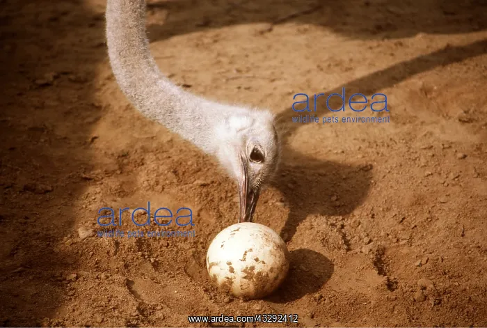 : OSTRICH - looking / turning egg : OSTRICH - looking / turning egg