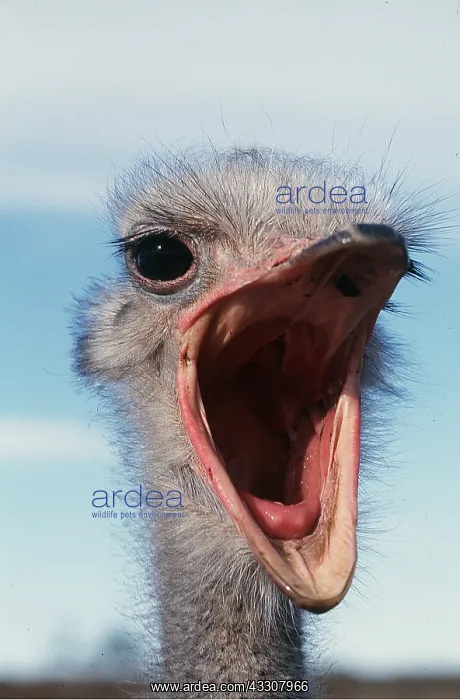 : OSTRICH - male close-up, mouth open : OSTRICH - male close-up, mouth open
