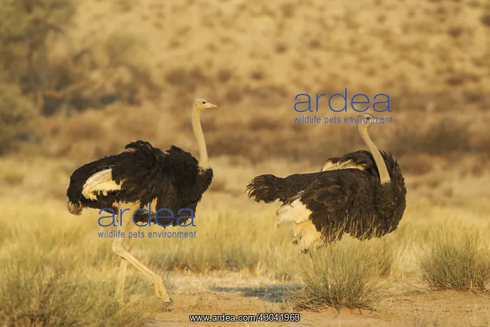 : Ostrich - male on the left follows a female with : Ostrich - male on the left follows a female with
