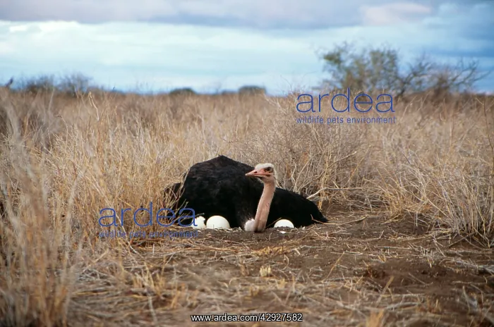 : OSTRICH - male on nest with eggs : OSTRICH - male on nest with eggs