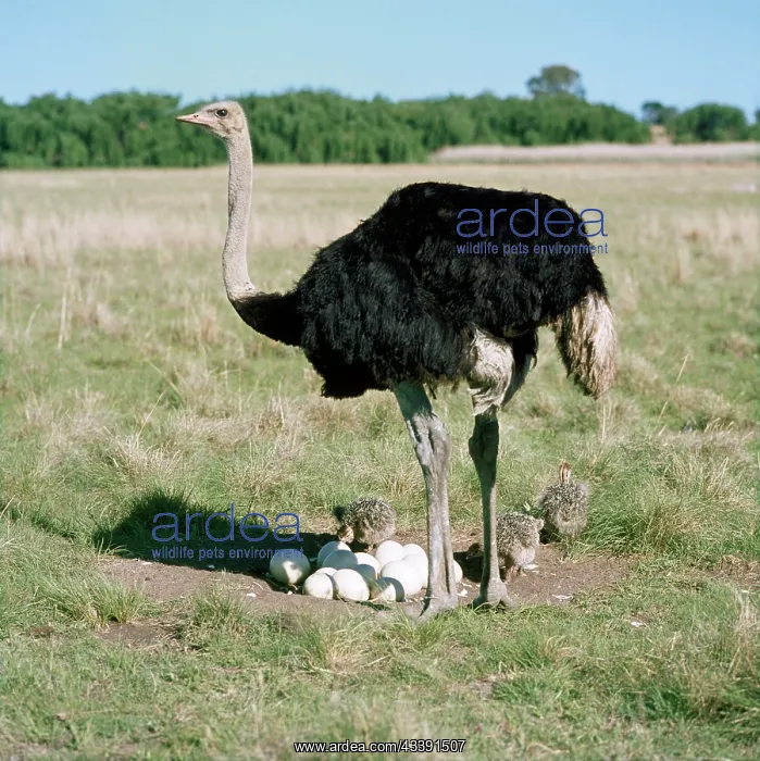 : Ostrich - male at nest with eggs & chicks : Ostrich - male at nest with eggs & chicks