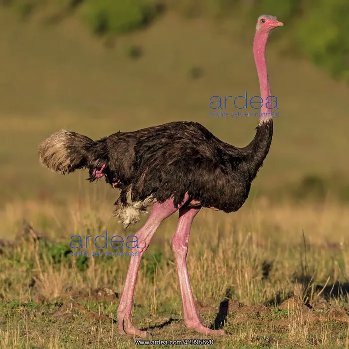 : Ostrich male walking across the Mara plains : Ostrich male walking across the Mara plains